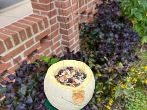 bird feeders